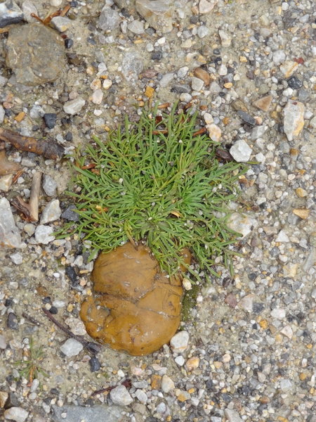 not what it looks like ....a brown rock with a plant growing by it