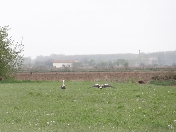 all ways trying to get a good photo of the storks