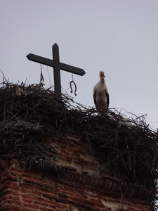 the never ending storks and their nests