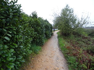 Bushes on the left ..purposly grown for the pilgrims...on the other side is a busy road