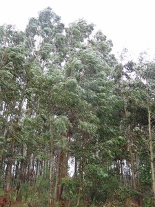 Gum trees...was great to walk through them