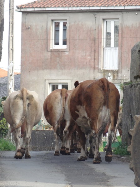 cows of to church 