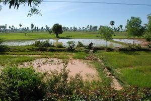 Rice fields in Kampong Cham