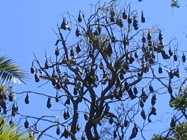 Bats at the Royal Botanic Gardens