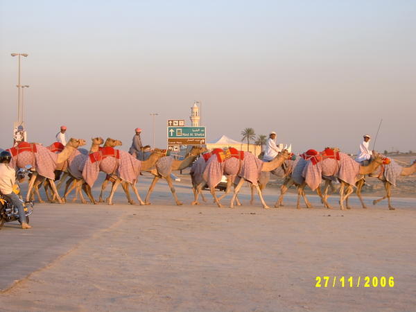 The camels crossing the road.