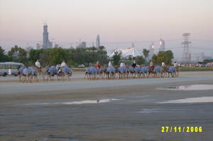 Camels walking in front of the emirates towers.
