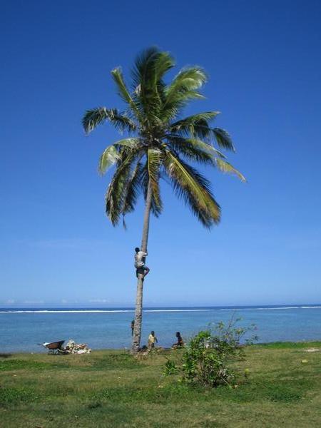 Retrieving a Coconut