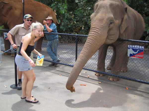 Elephant knocking food out of Amandas hand