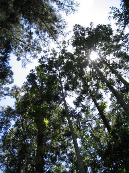 Rainforest