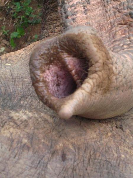 Elephants nose