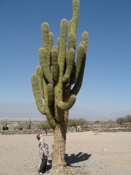 Gigantic Cacti