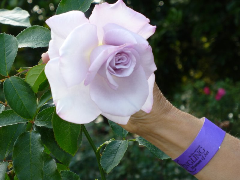 Mabel Ringling's rose garden