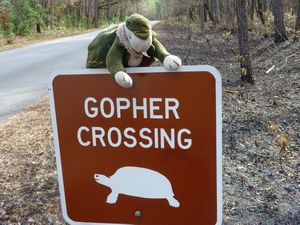 Shelby in search of Gopher Tortoise