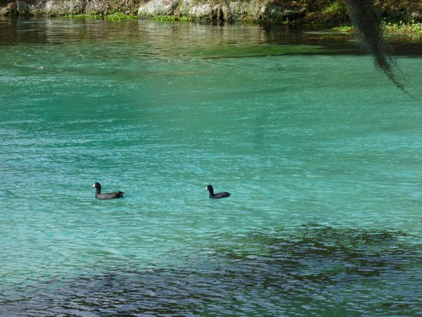 ducks at Silver Glen Spring