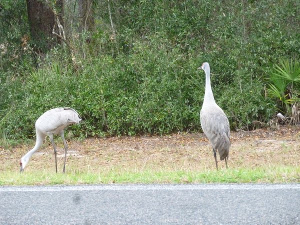 cranes feeding on roadside