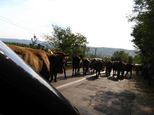 cow road