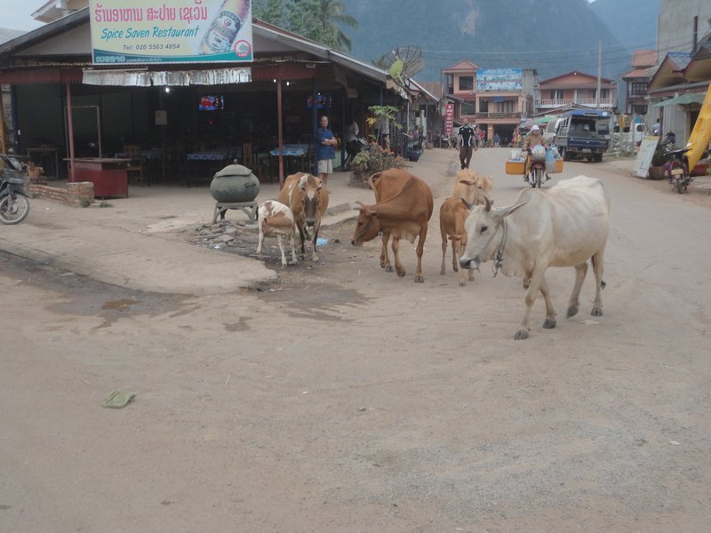 Randon cows on Road