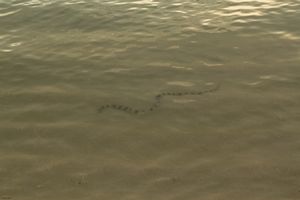 Oarsmans Beach Sea Snake