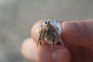 Oarsmans Beach Crab