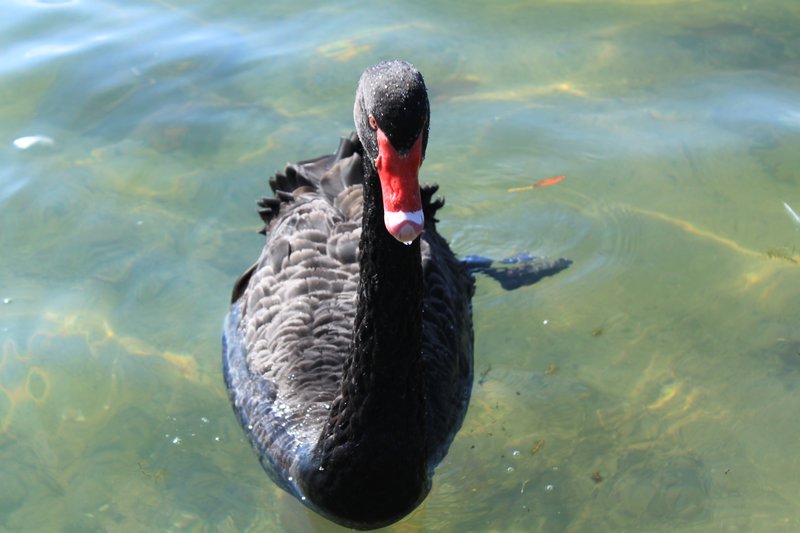 Evil Black Swan