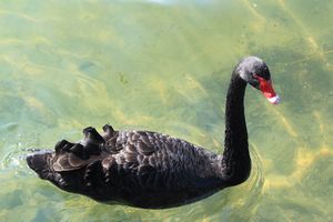 Evil Black Swan
