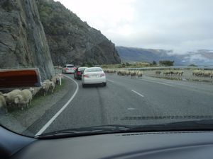 Sheep on road to Glenorchy