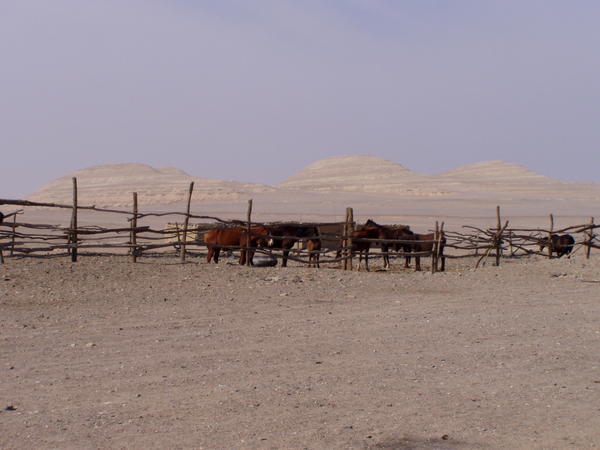 En gård midt i ørkenen