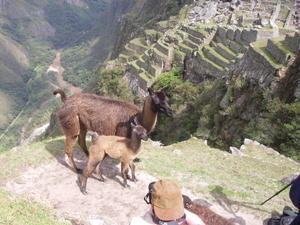 Machu Pichu - nu med lamaer