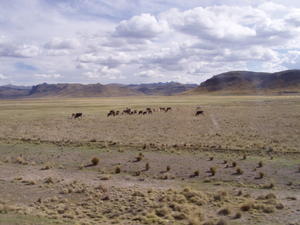 Altiplano i Peru