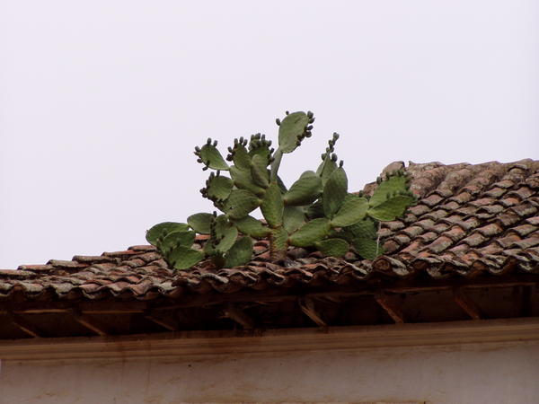 kaktus på taget