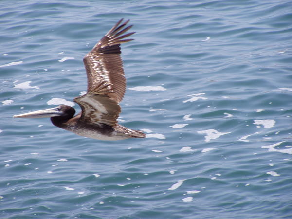Flyvende pelikan