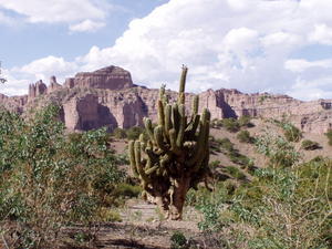 Kaktustræ