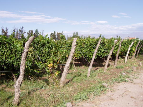 Vinmarker i Mendoza