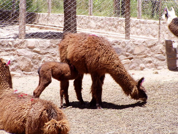 Lama med unge