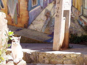 Kat og vægmaleri