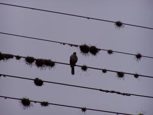 Fugl på el-ledningerne