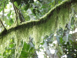 Træ med en slags mos i regnskoven