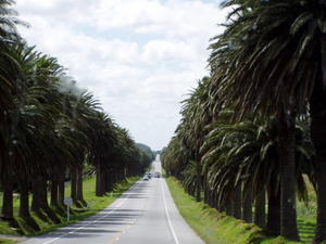 Palmeallé i Uruguay