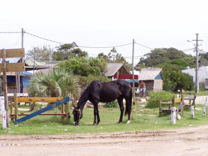 Hest græsser på plazaen i Valizas
