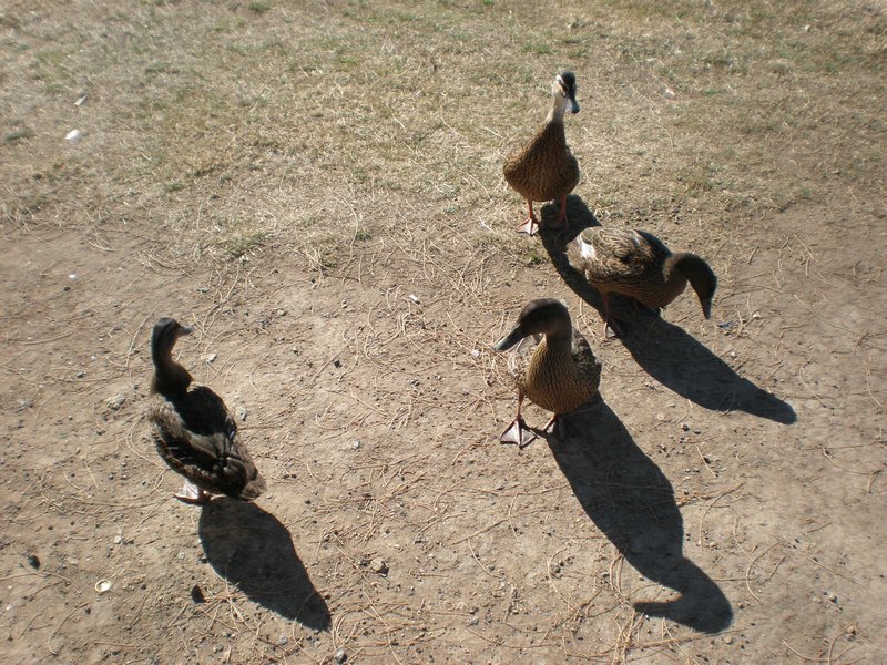 120204 - camp site ducks 1