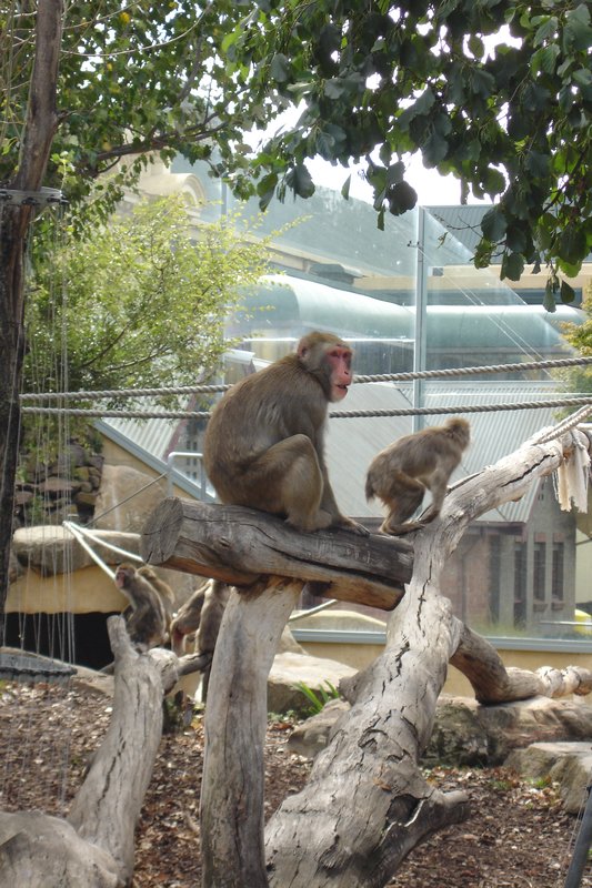 120211 - monkeys in city park