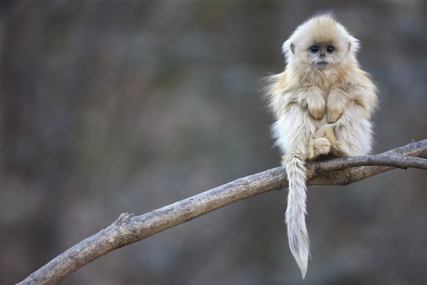golden snub-nosed monkey