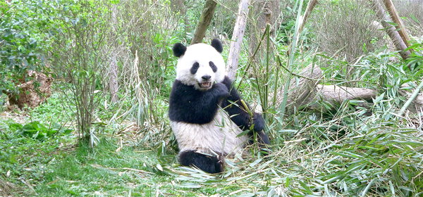 Chengdu Panda Reserve