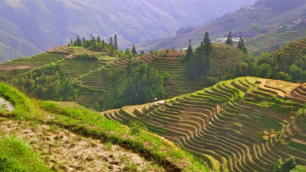 Longji Rice Terraces