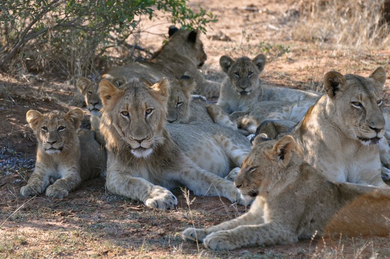 Lions Lounging