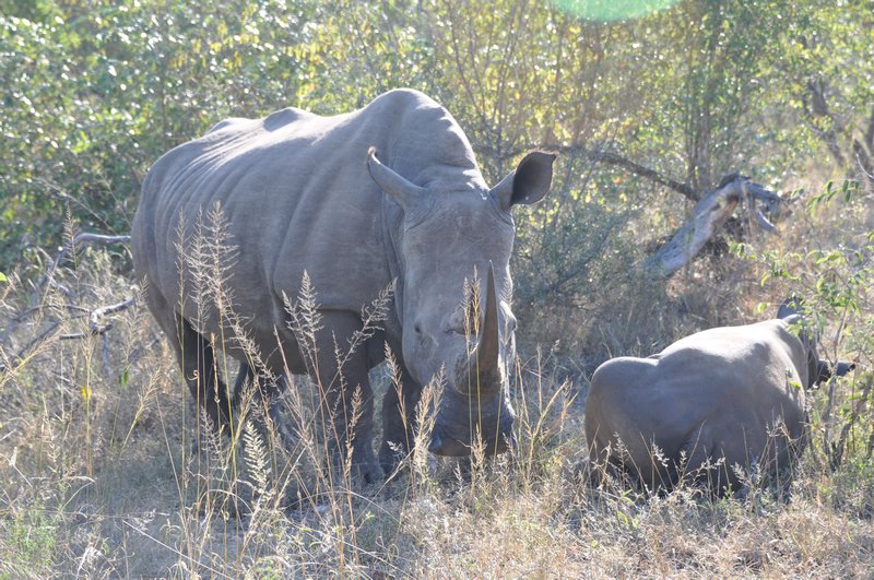 Baby and Momma Rhino