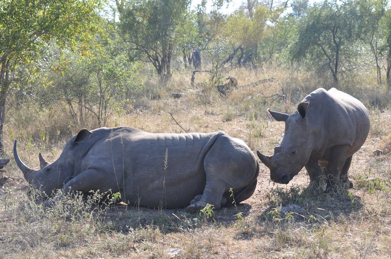 Baby and Momma Rhino