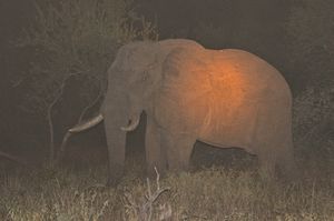 Elephant Nighttime