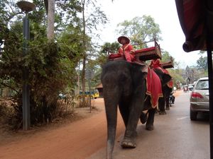 Elephant crossing!