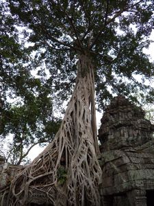 Tree in Angkor Wat